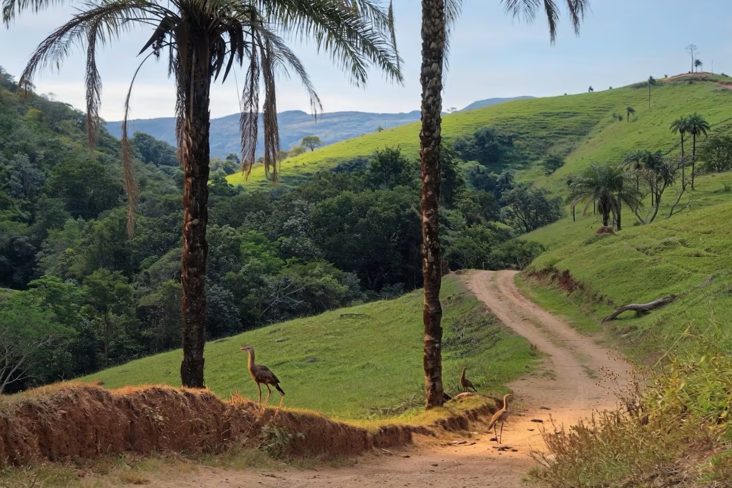 Seriemas passeando pela estrada de terra ao entorno do sítio
