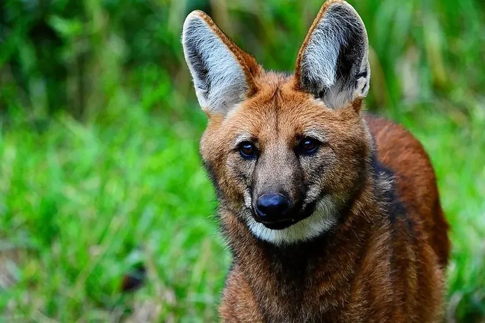 Fauna do cerrado